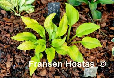 Hosta Gold Hearted Mouse